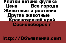 Улитки патина фулика › Цена ­ 10 - Все города Животные и растения » Другие животные   . Красноярский край,Сосновоборск г.